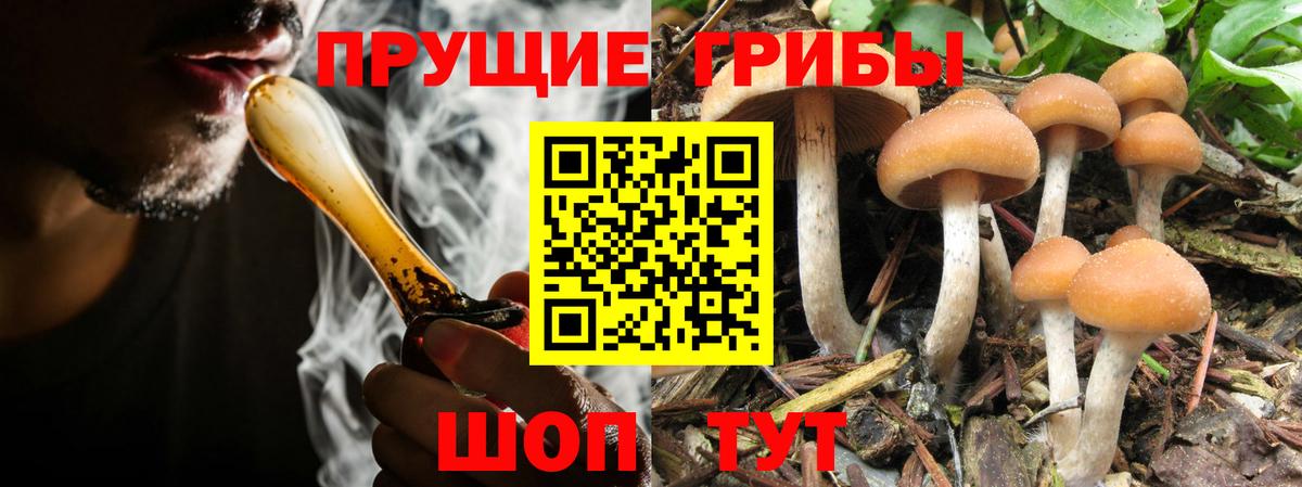 Галлюциногенные грибы Cubensis  Вход с VPN  Бердск 